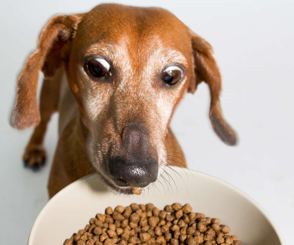 wide eyed dog eating food