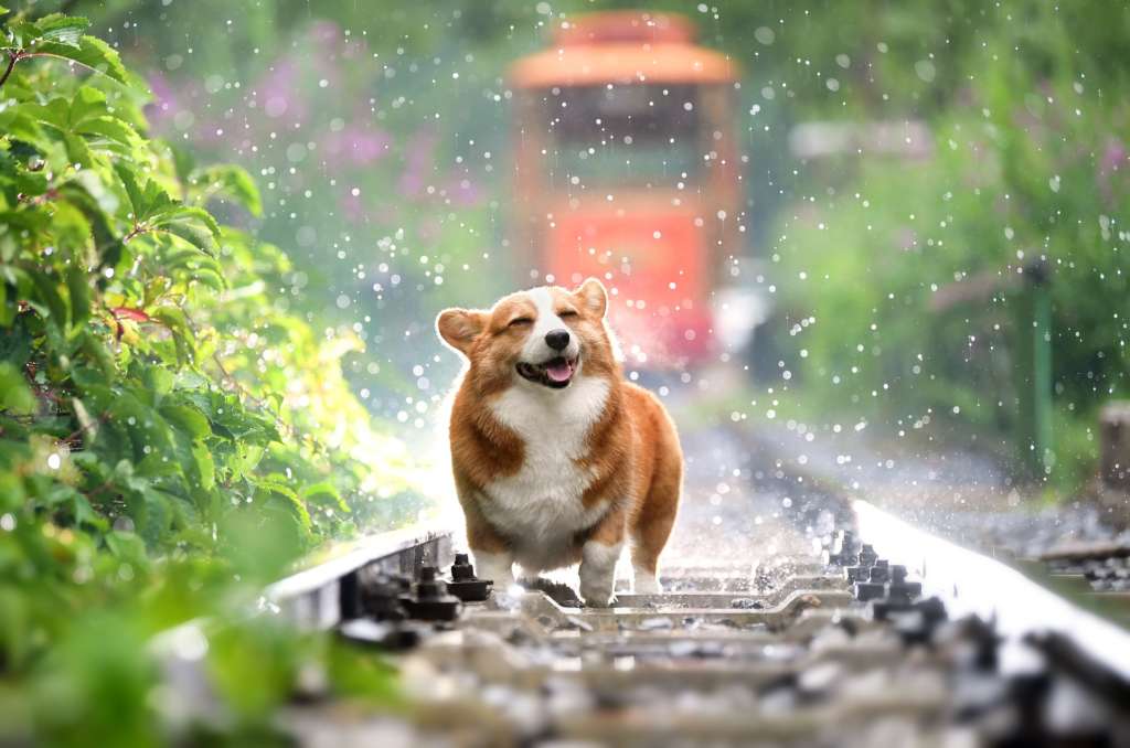 picture of corgi shaking off water on old train tracks