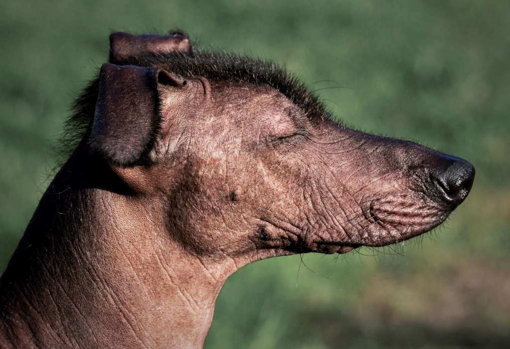  A Xoloitzcuintli, also known as the mexican hairless dog.
