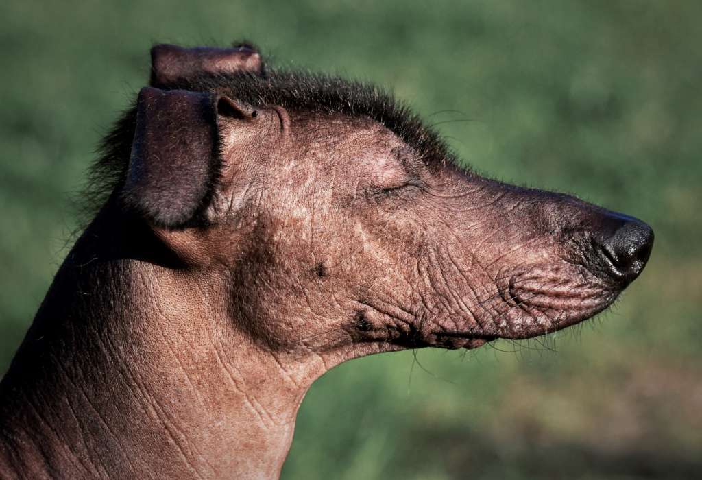 odd looking dogs