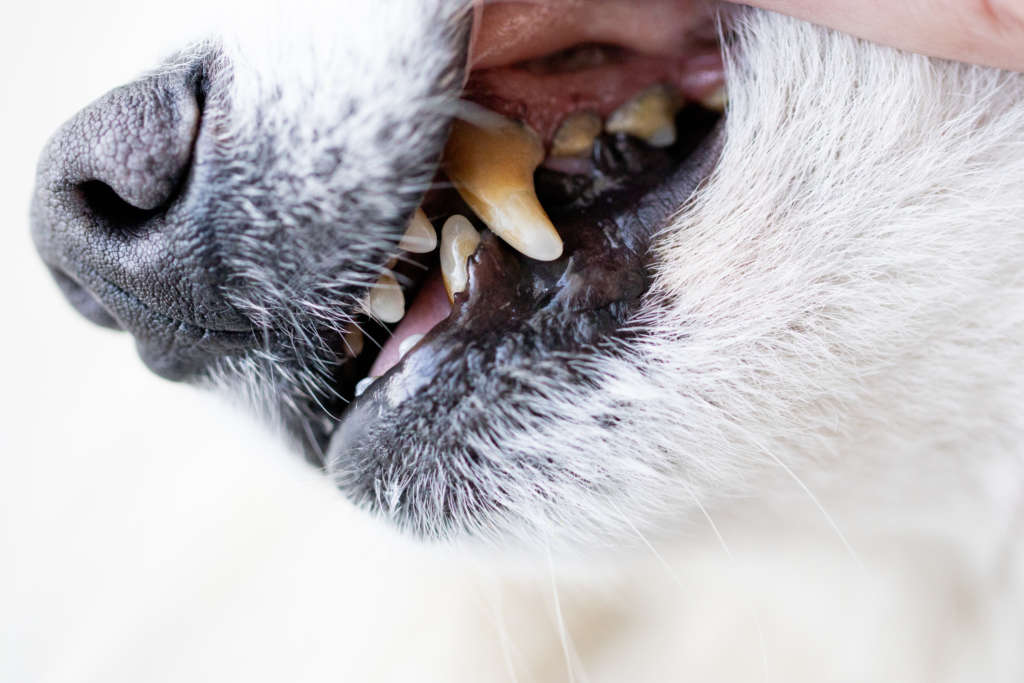 dog dental plaque