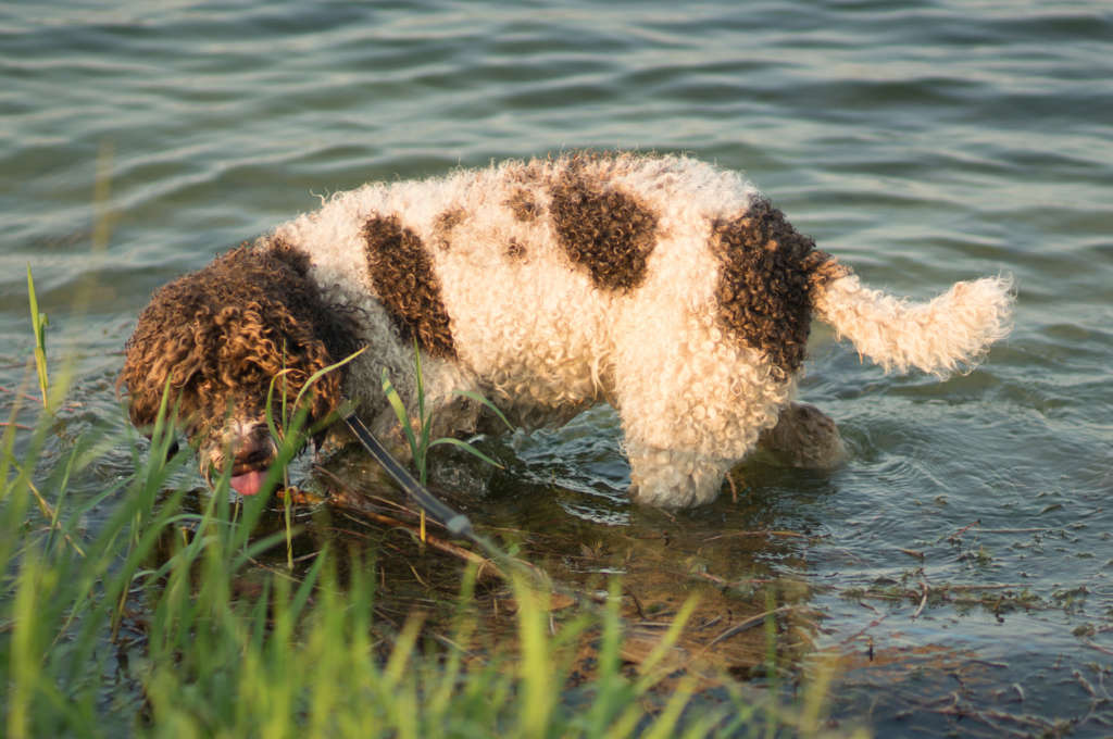 Lagotto Romangnolo, the worlds oldest water retriver breed