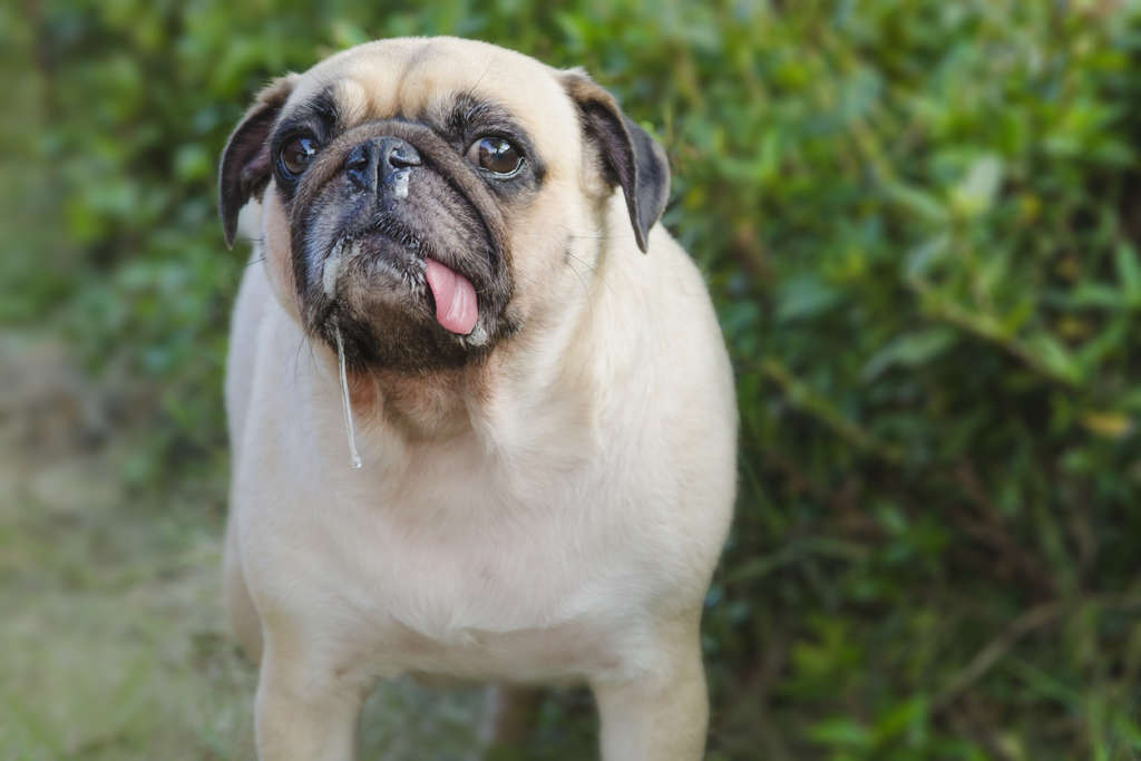 pug drooling with its tongue out