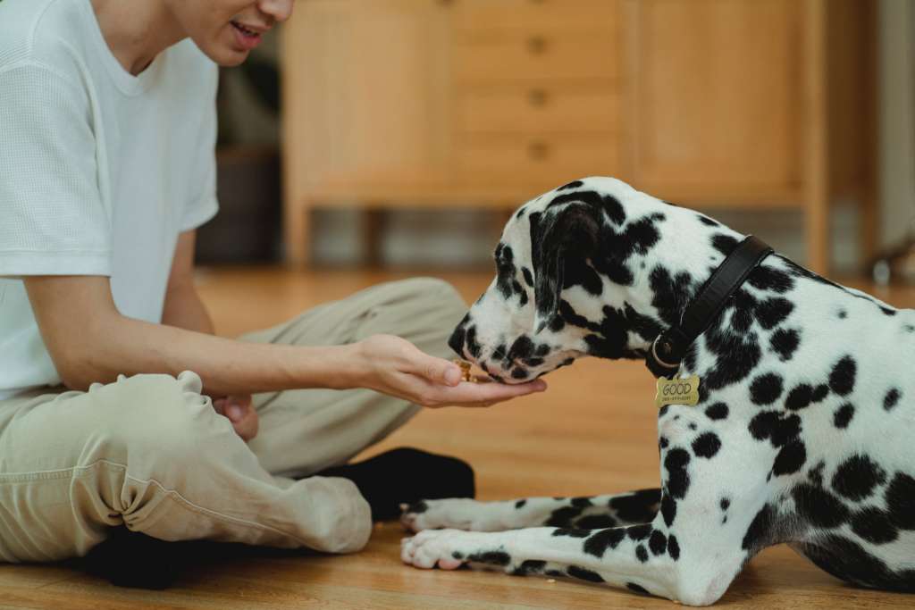 A Dalmatian eating out of its owners hand