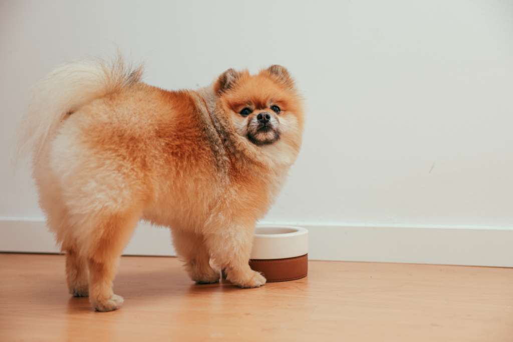 A chubby Pomeranian eating from its bowl