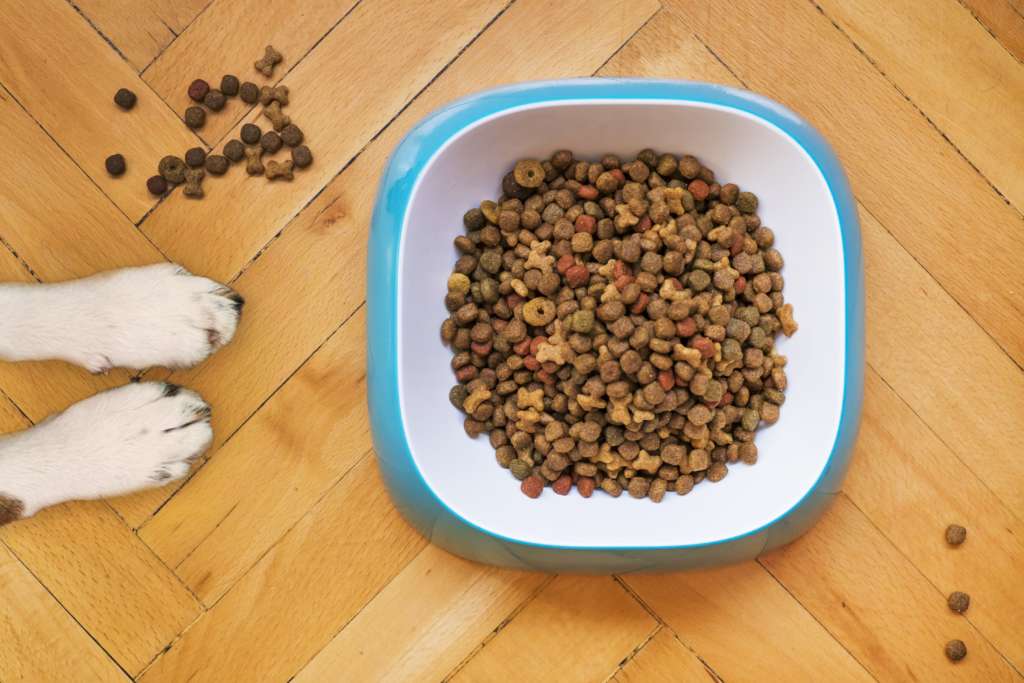 A dog bowl full of kibble