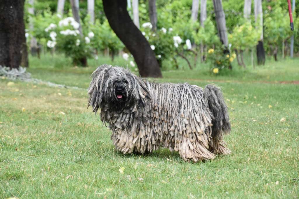 A puli, also known as the mop dog