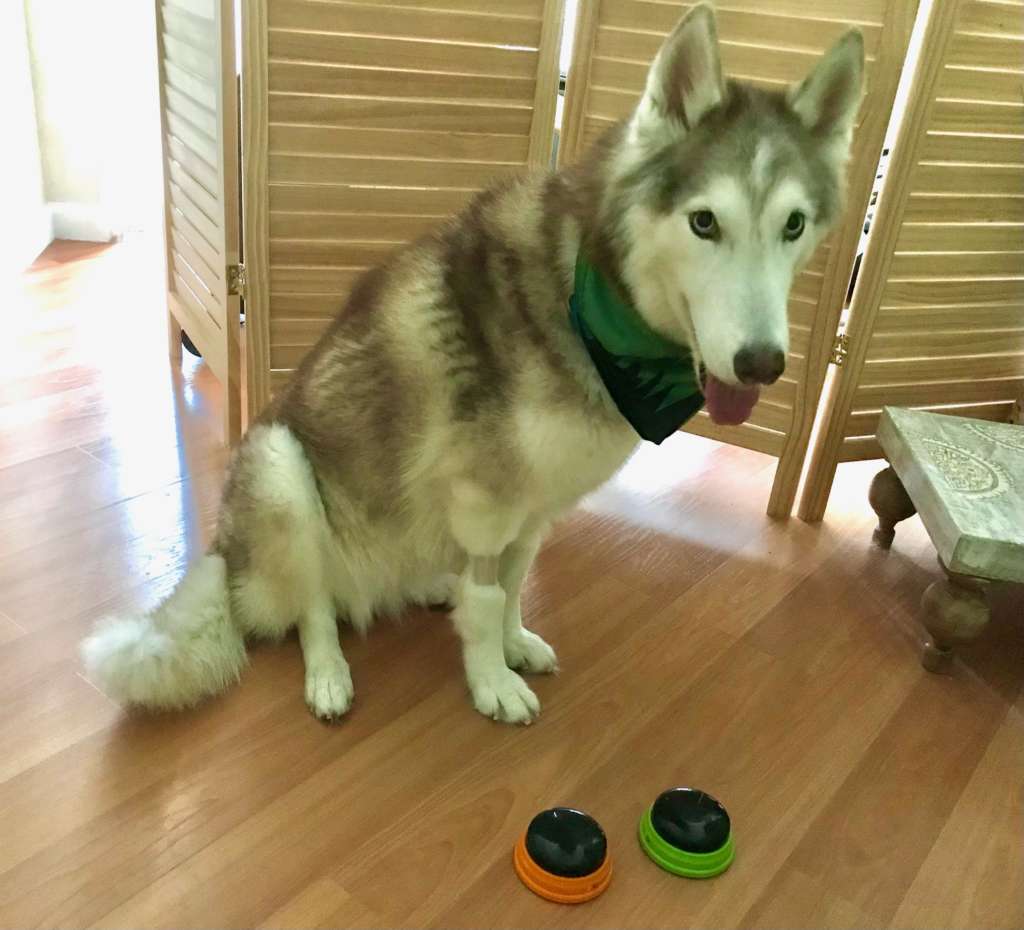 husky learning with talking buttons