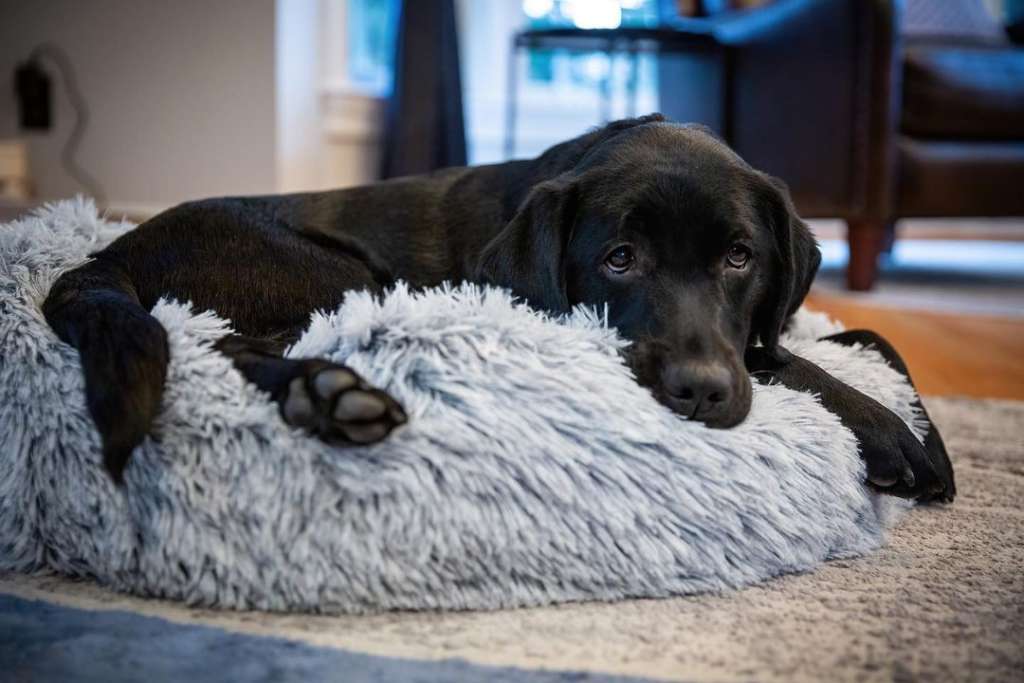 a black lab lounging on a grey fuzzy dog bed