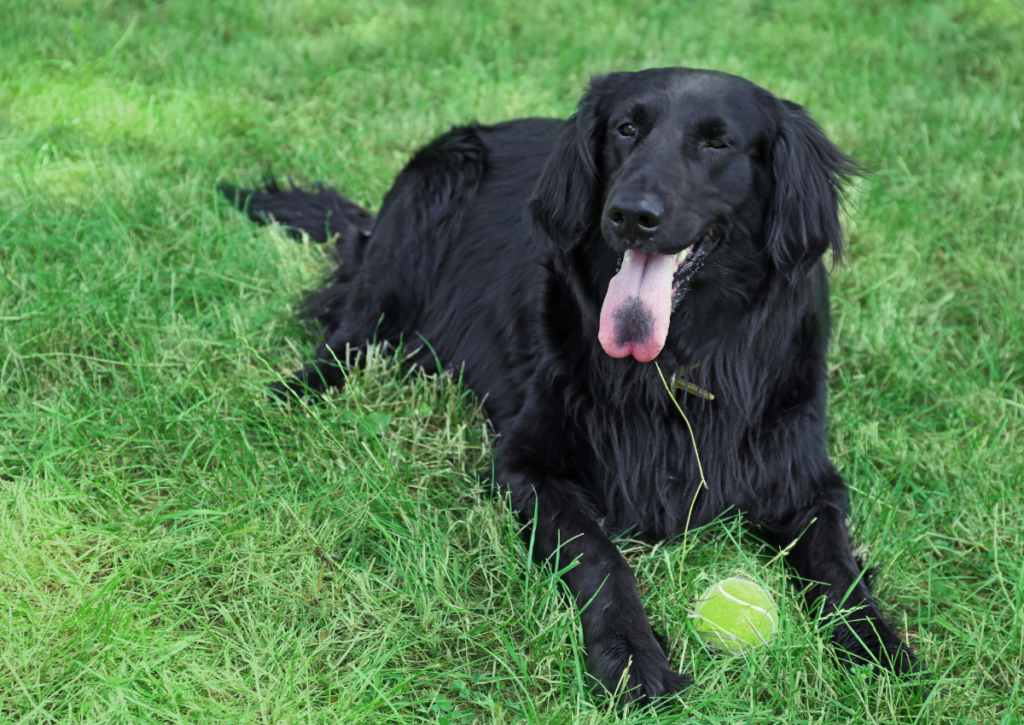 Black dog with a black spot on its tongue