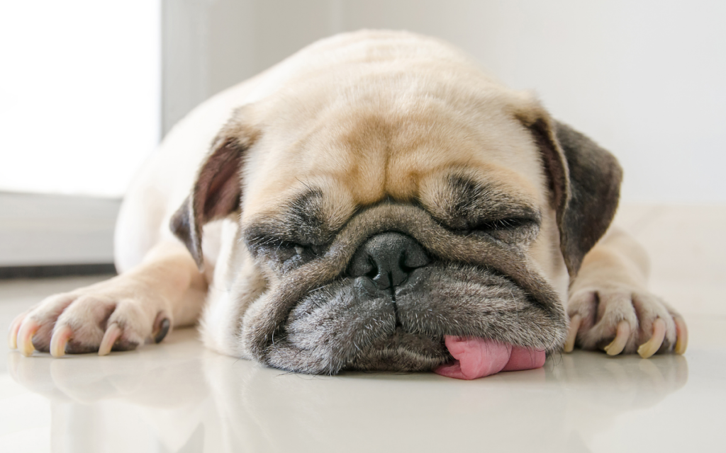 a sleeping pug with its tongue out