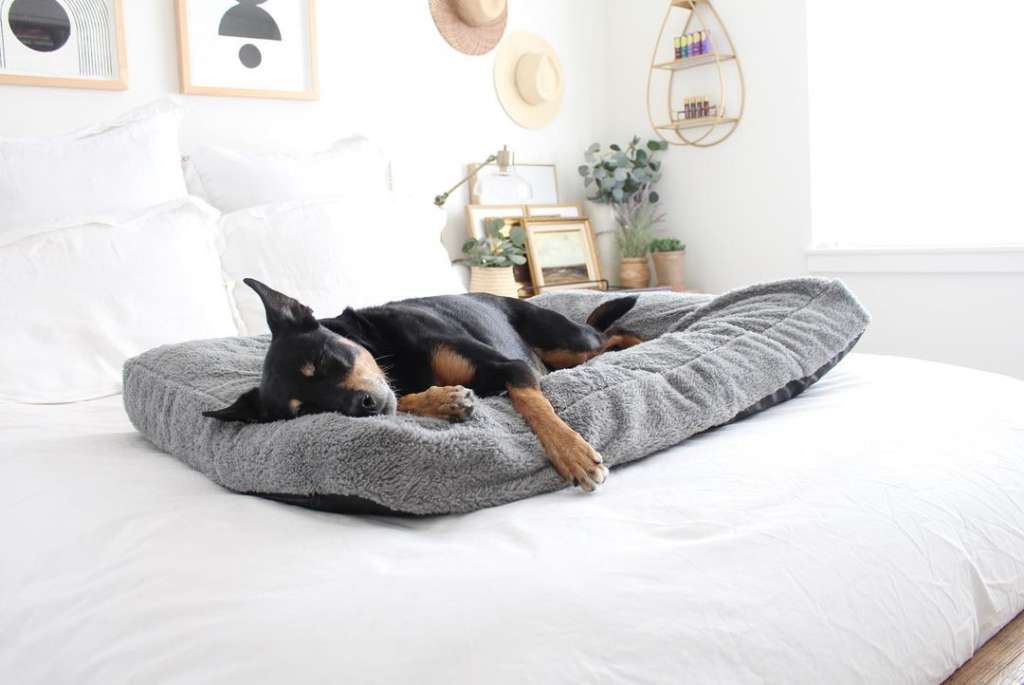 a dog lounging on a bed on another bed