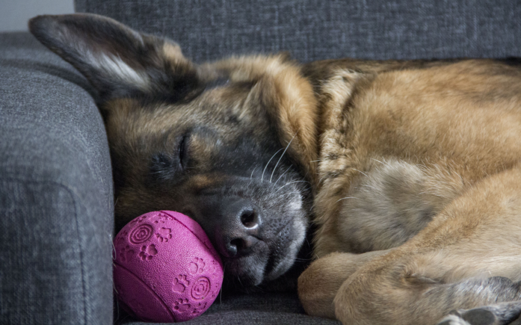 dog sleeping with a ball