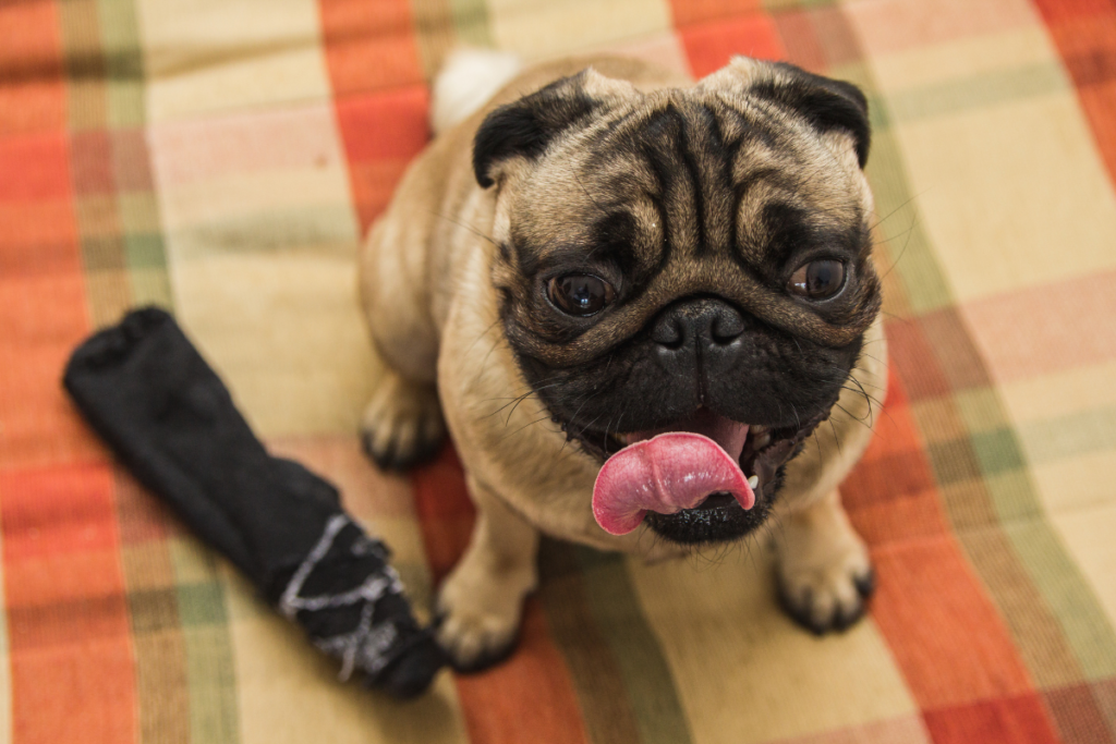 pug looking pleased next to a sock