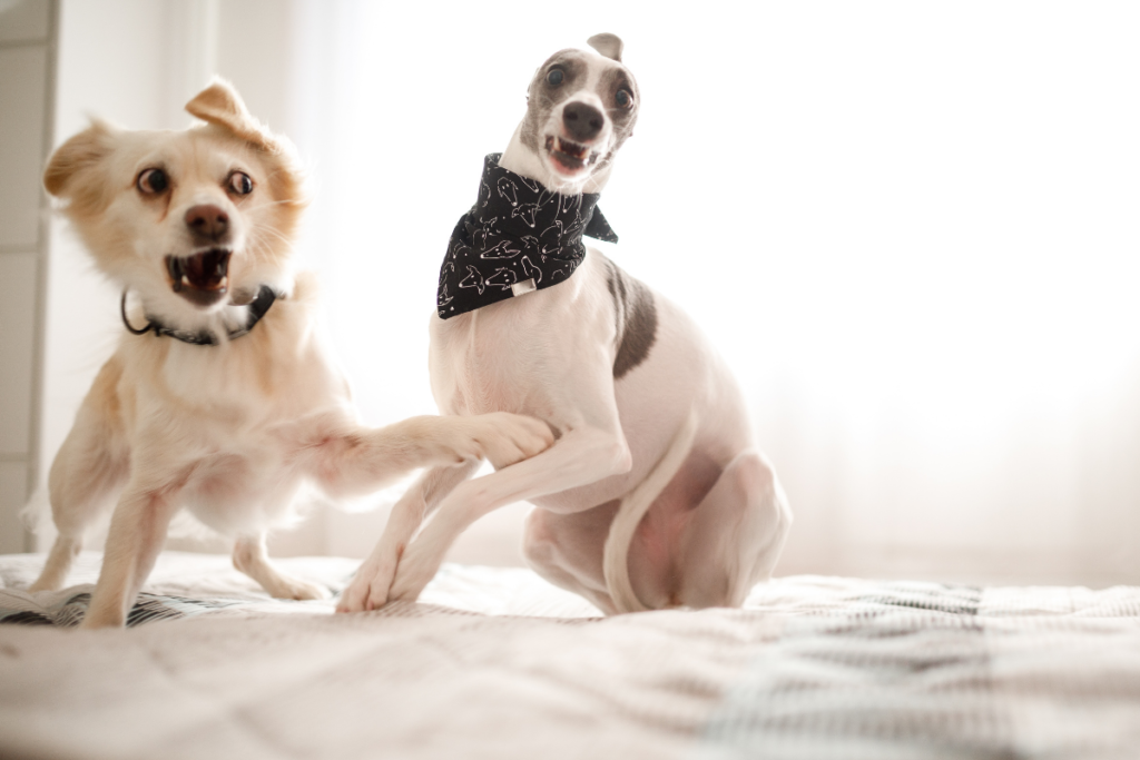 Two dogs looking very excited