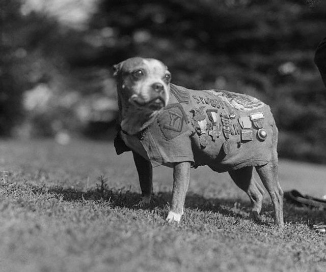 Stubby, a famous wartime pit bull in his jacket.