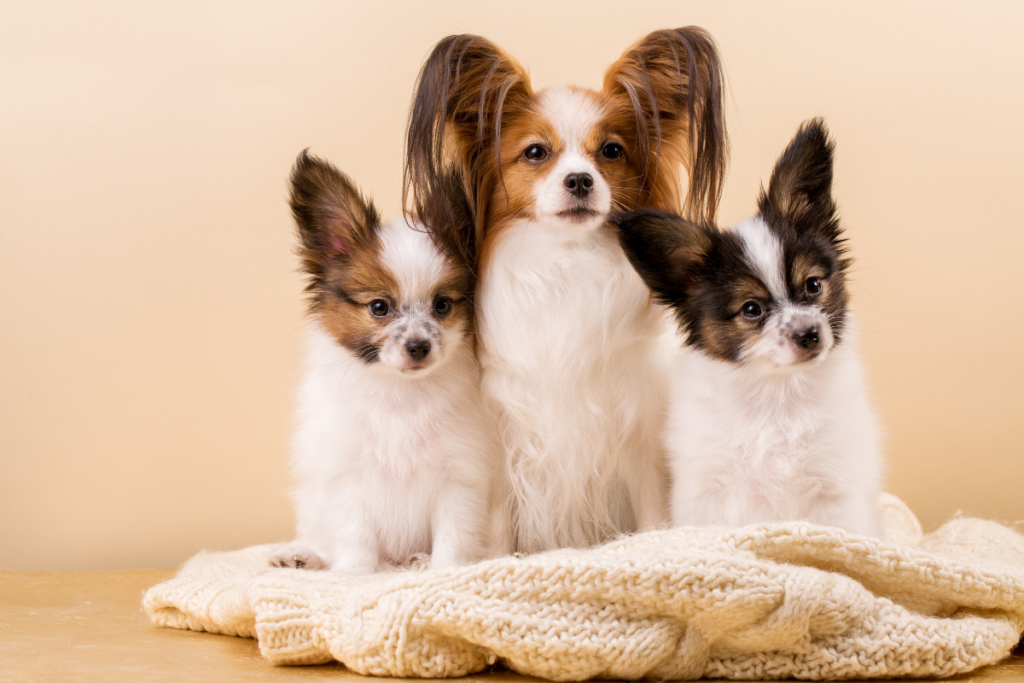 A papillon and two puppies