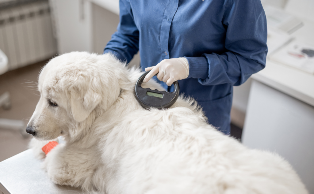 Dog's microchip being scanned