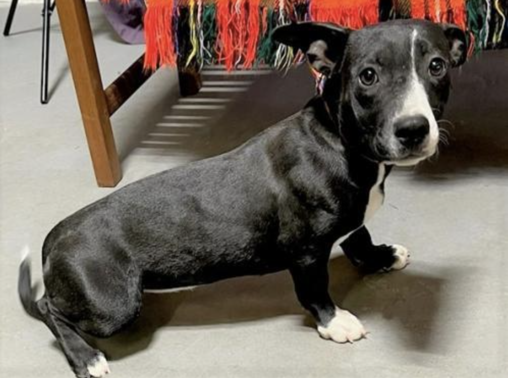 A Corg-bull is a mix between a pit bull and a corgi