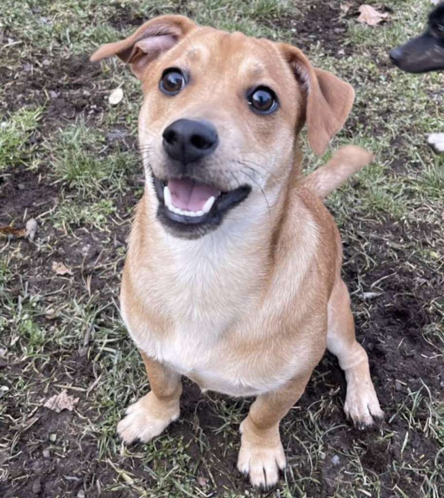 A Cojack is a mix between a Jack russell Terrier and a corgi