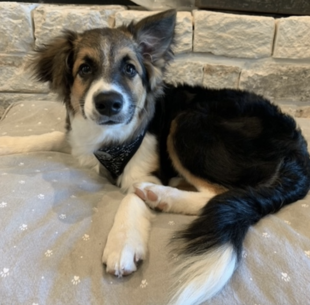 A mix between an Australian shepherd and a Corgi