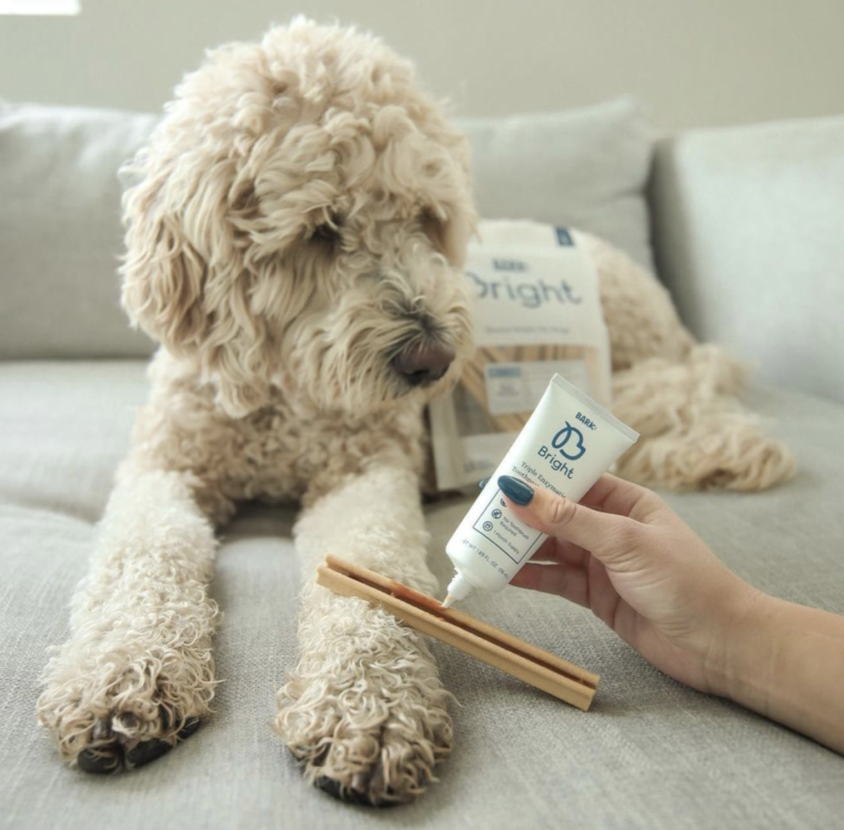 Should You Brush Your Puppy's Teeth? Yes! Here's How BARK Post