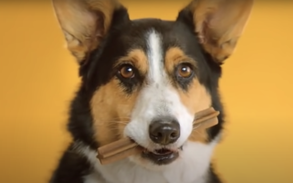 dog with a dentastix in mouth
