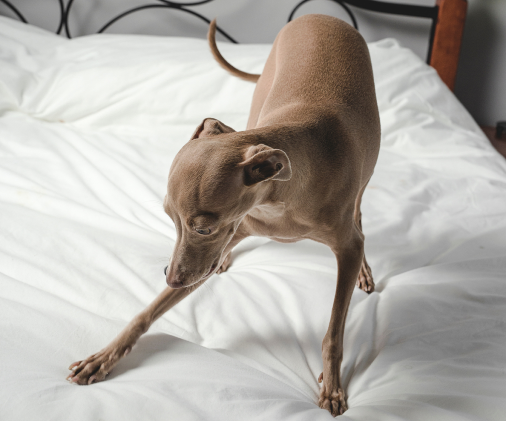 A dog standing on the bed looking anxious