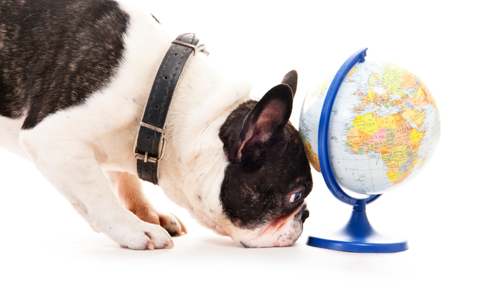 dog playing with a globe