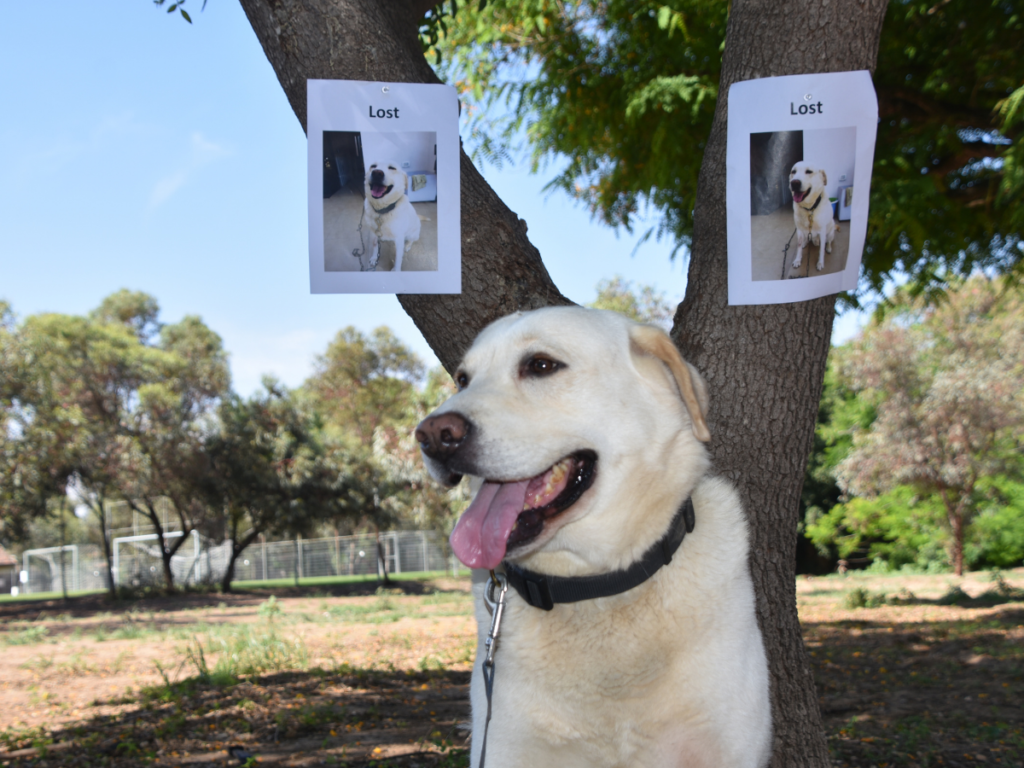 A dog standing in front of lost dog posters of itself