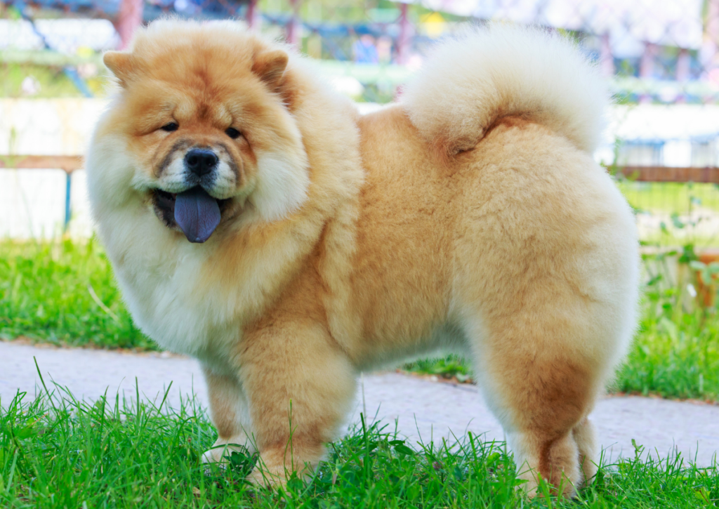 A chow chow with a very dark colored tongue