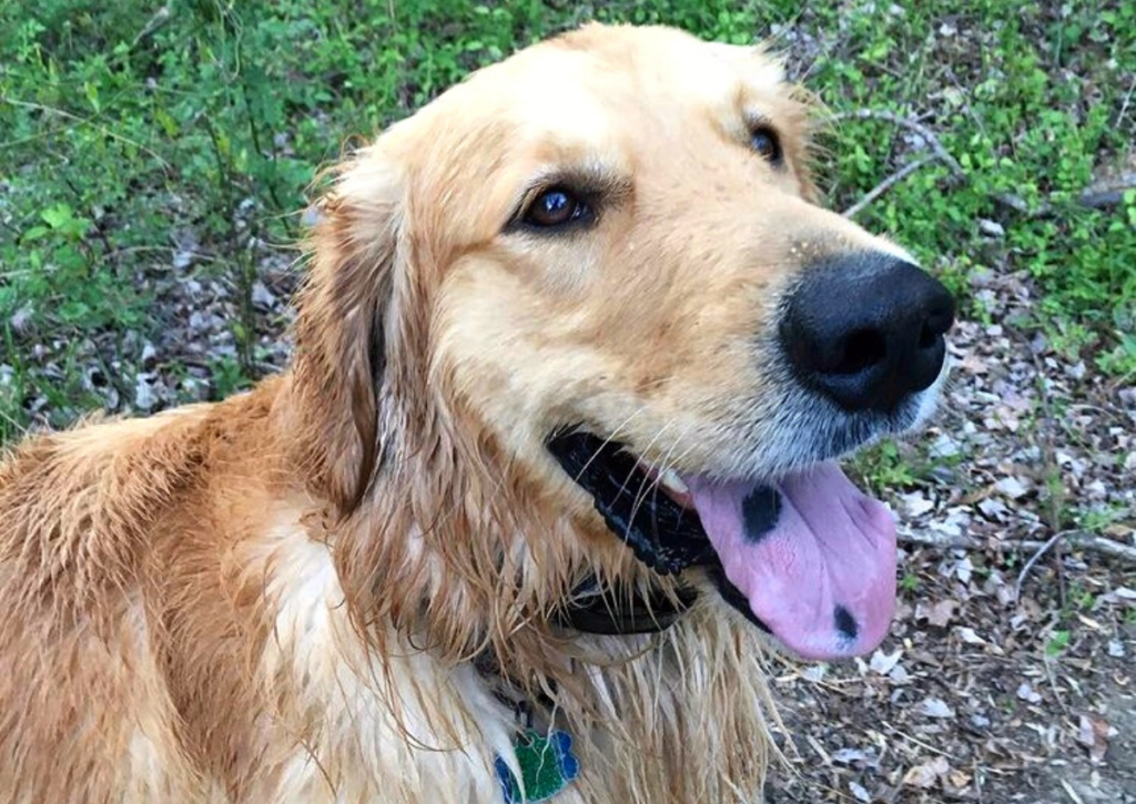 what dog breeds have black spots on tongue