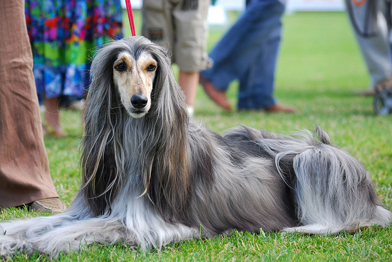 afghan hound relaxing on grass