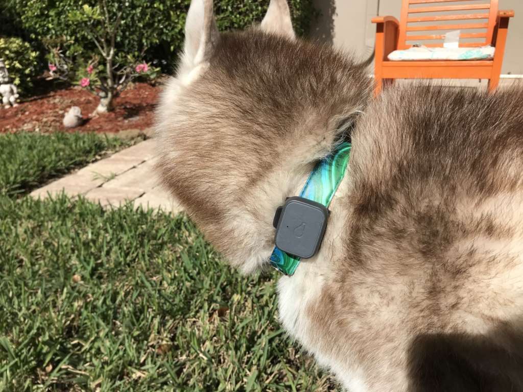 Dog wearing a GPS tracker on its collar