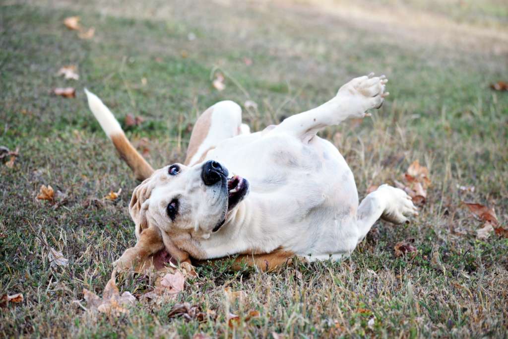 a basset hound rolling in the grass