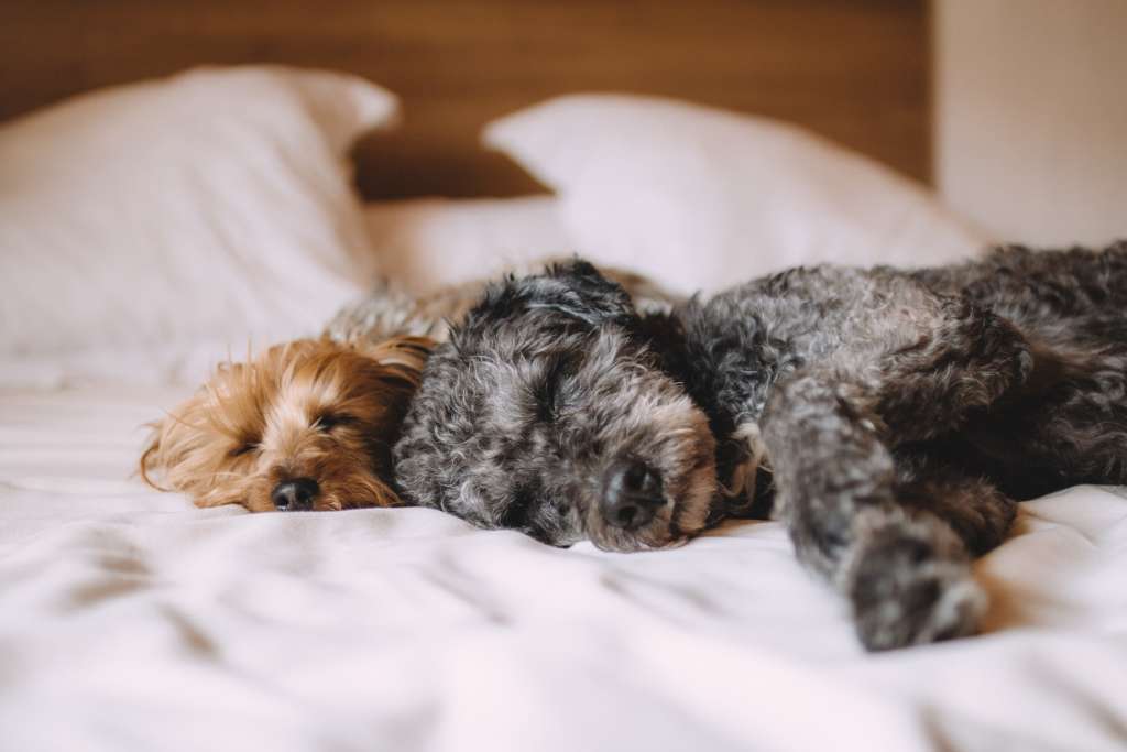 two puppies sleeping on a bed next to each other