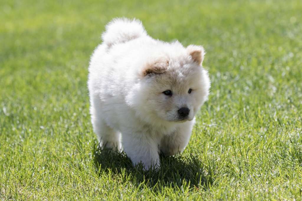 A chow chow puppy on grass