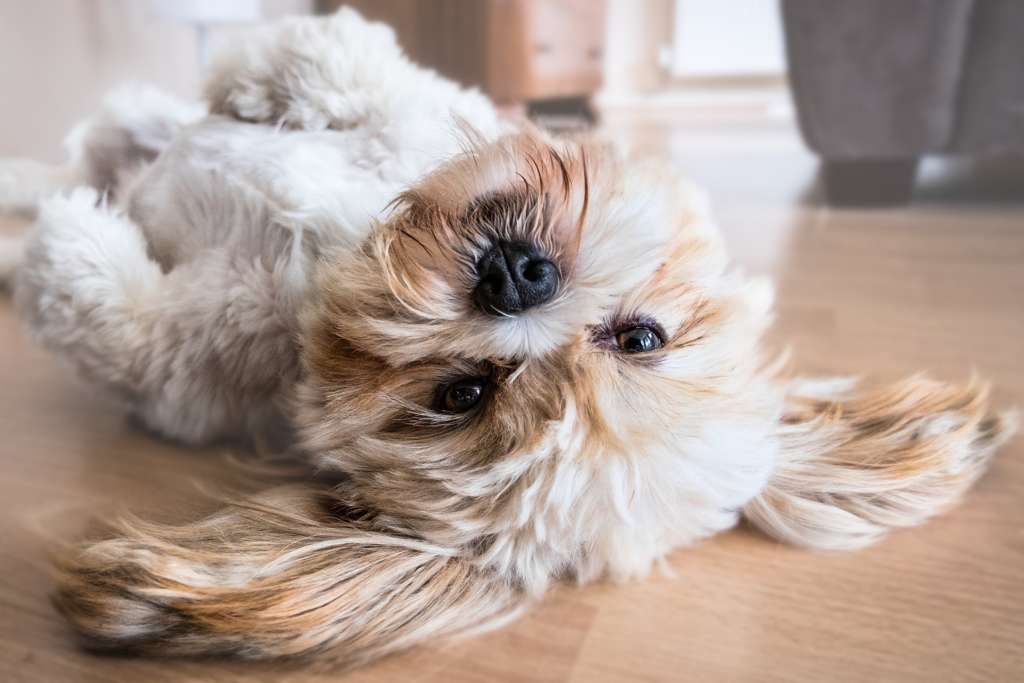 fluffy dog laying on its back