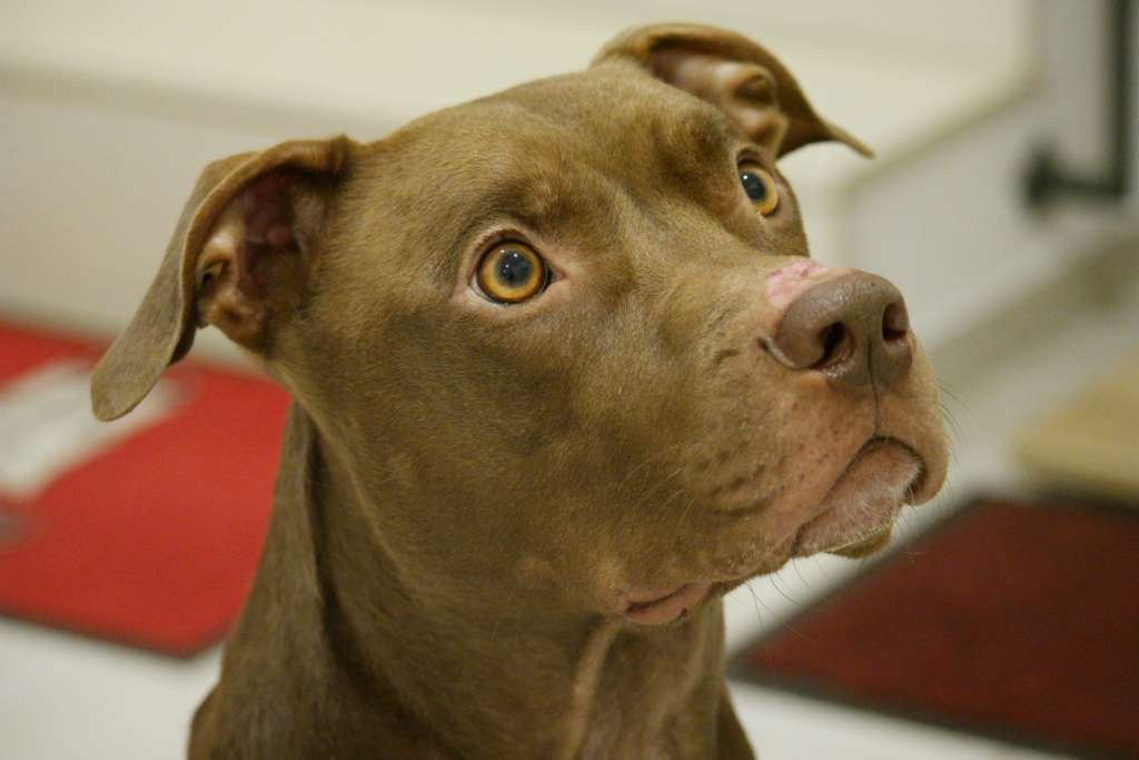brown pit bull with yellow eyes