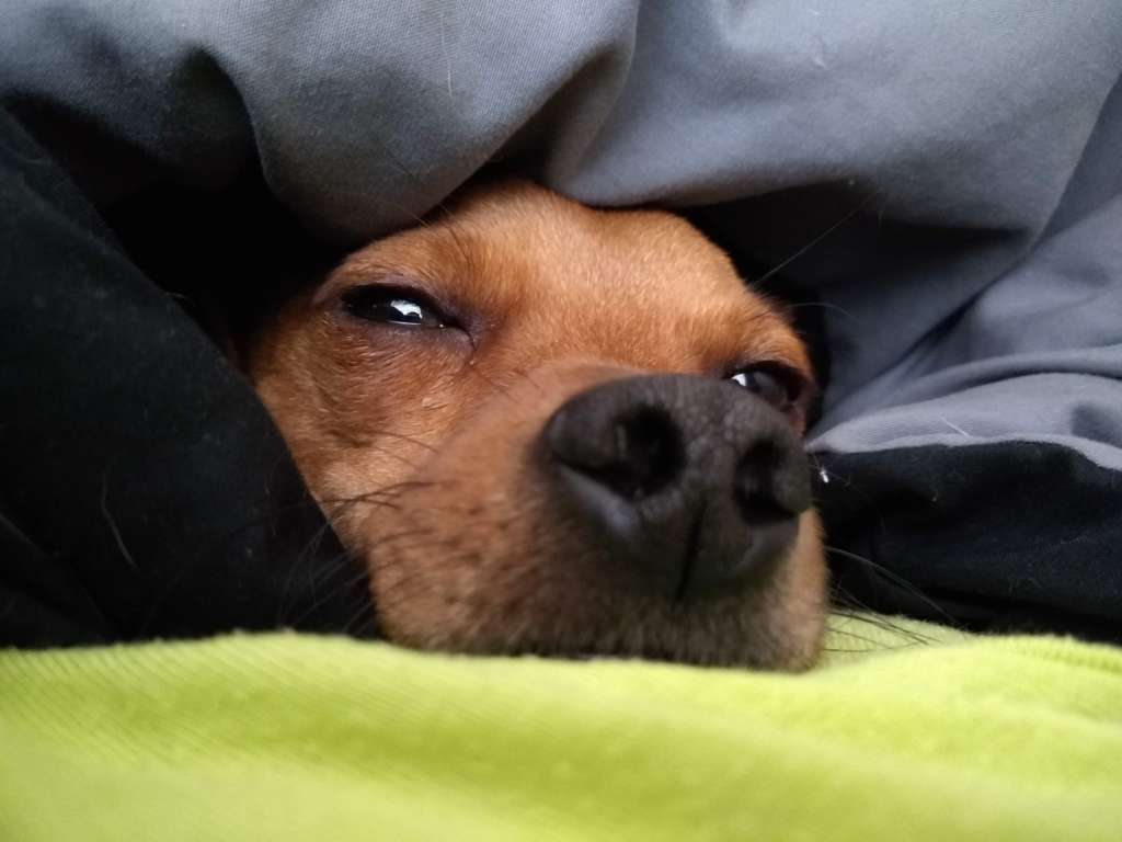 dog sticking head out from under blankets