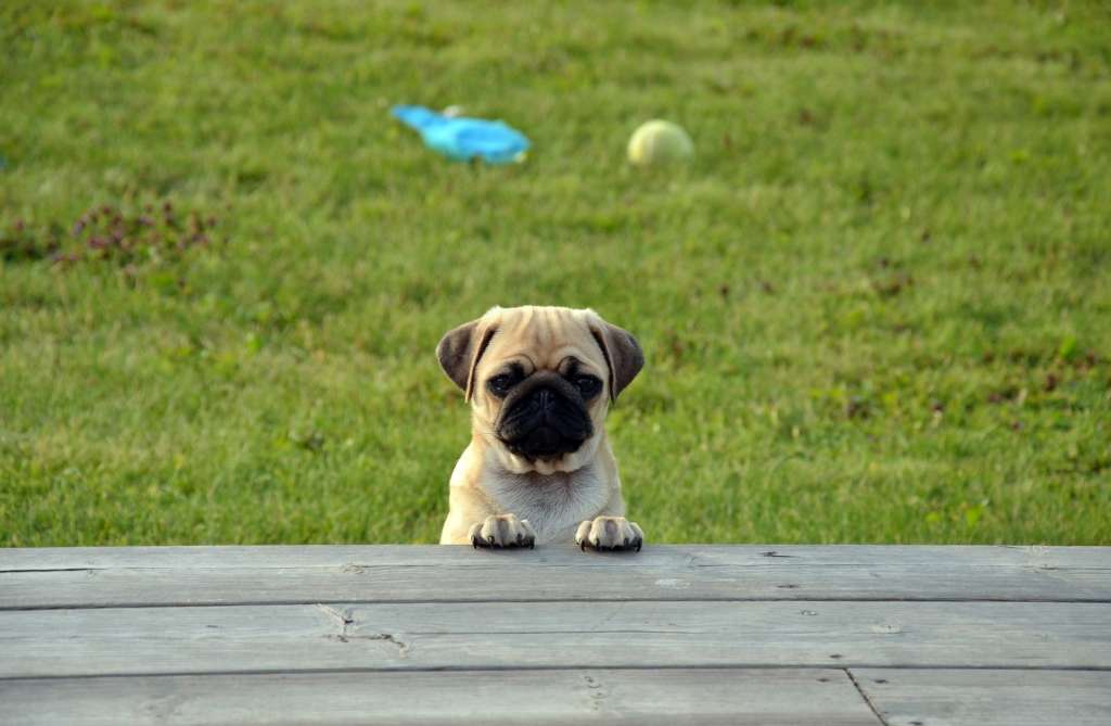pug puppy on a deck