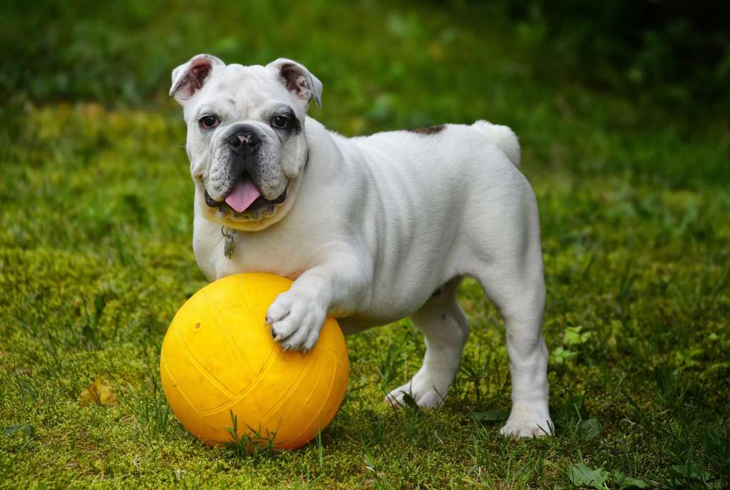 a bulldog with a yellow ball