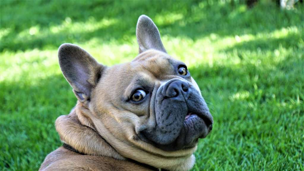 funny looking french bulldog