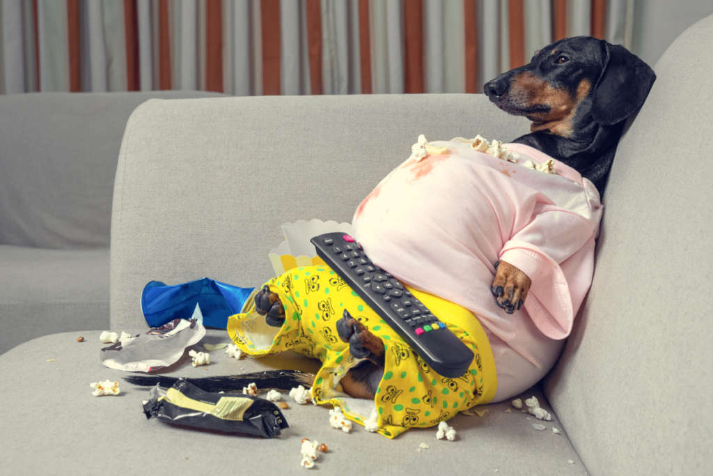 dachshund in human clothes watching television