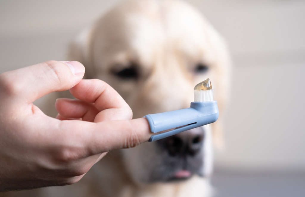 finger toothbrush for brushing a dog's teeth