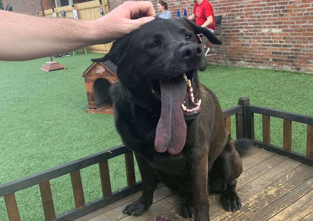 A black dog with a very big tongue