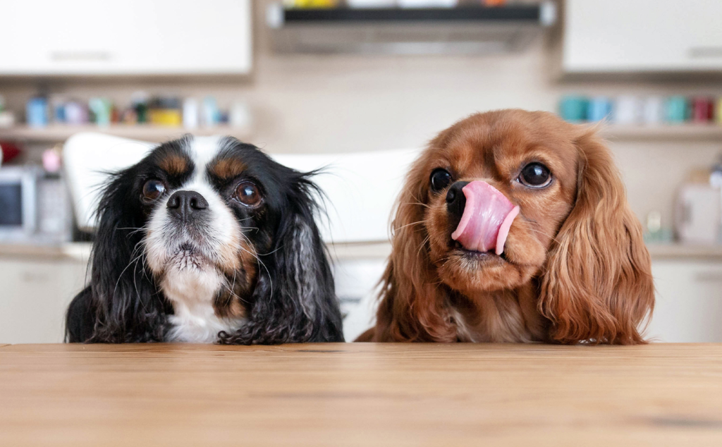 two cavalier king charles spaniels waiting to be fed