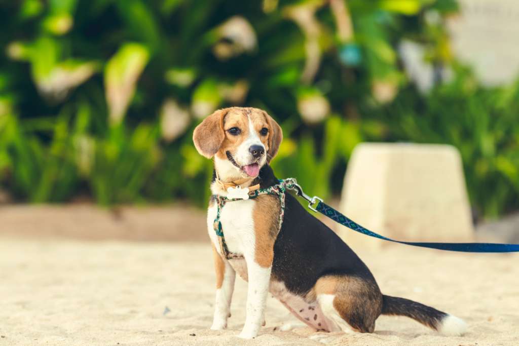 A beagle on the beach