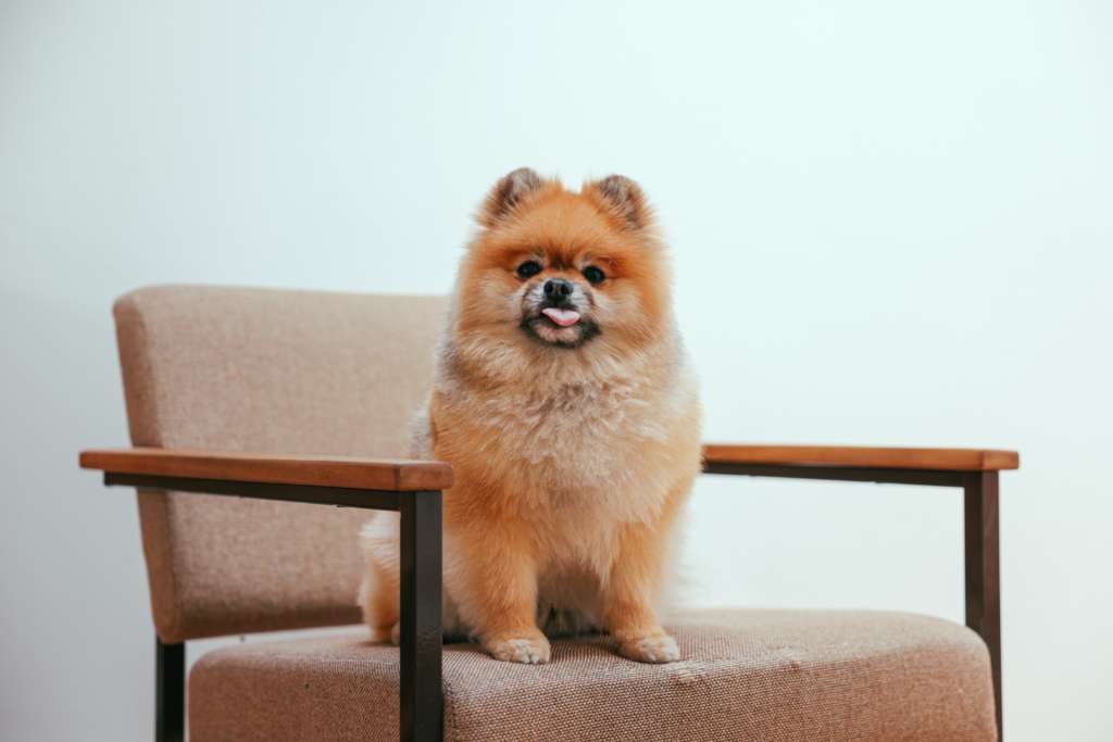 a pomeranian in a chair
