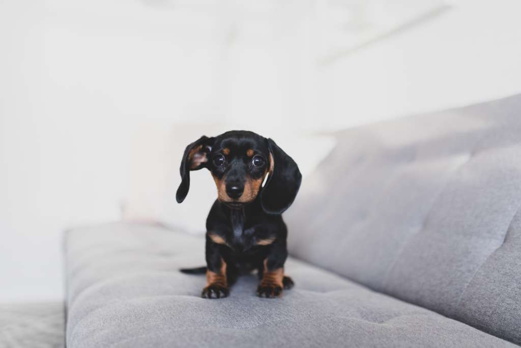A dachshund puppy on a couch